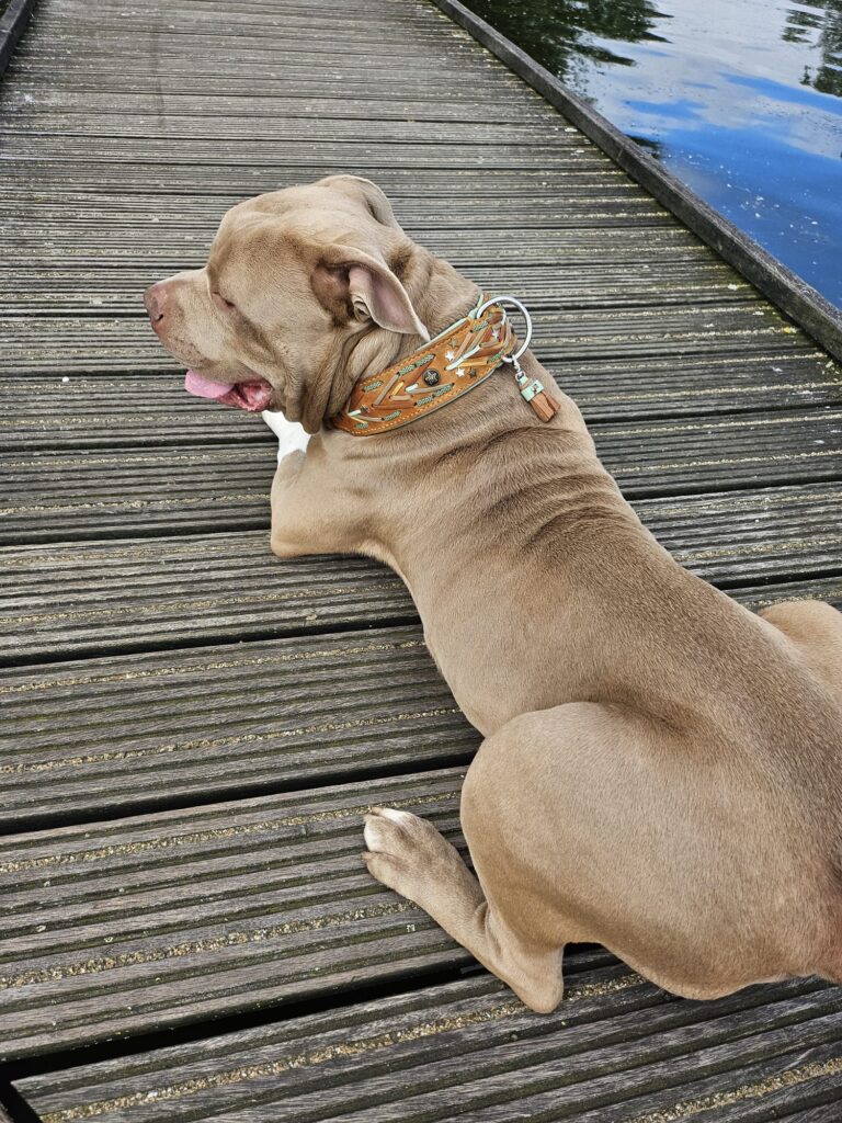 Bollo XXL cognac leer mint nappa