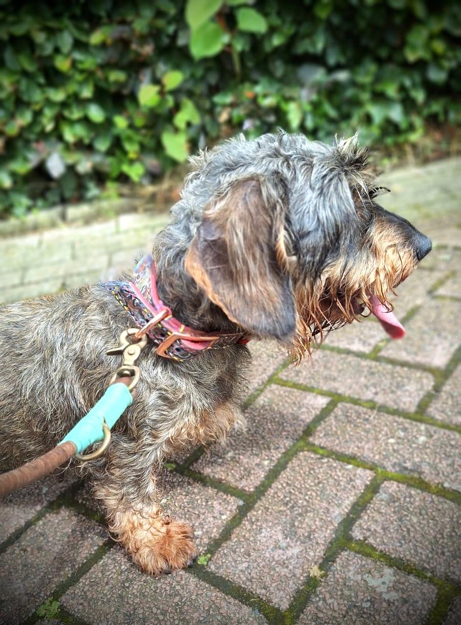 Meesje halsband leerverf rosegoud