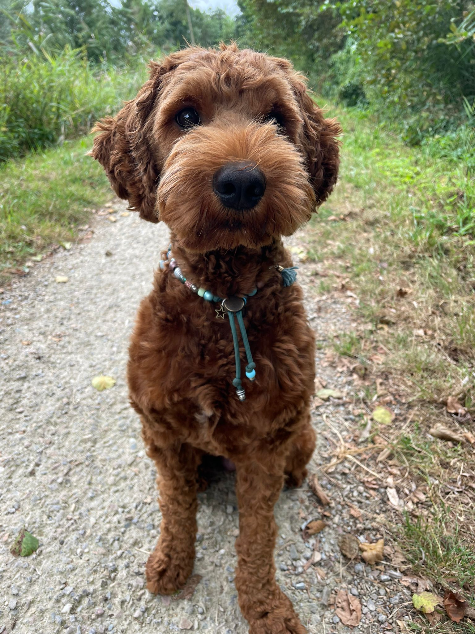 Ziggy met verstelbare hondenketting