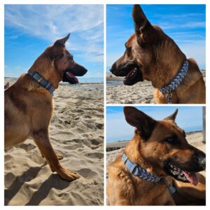 Blondi jeansblauw leer met paracord