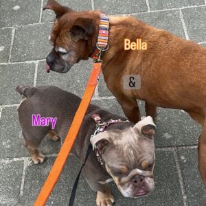 Bella set oranje en Mary halsband berry