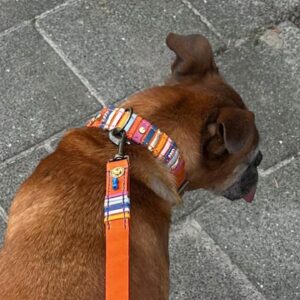 Bella set oranje leer met nappa decor en deco