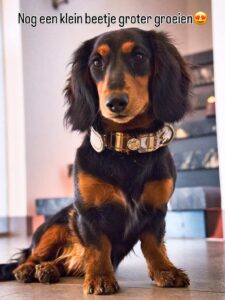 Micky halsband pastelgrijs leer animalprint nappa decor2