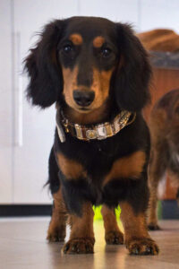 Micky halsband pastelgrijs leer animalprint nappa decor