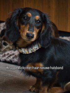 Micky halsband pastelgrijs leer animalprint nappa decor3