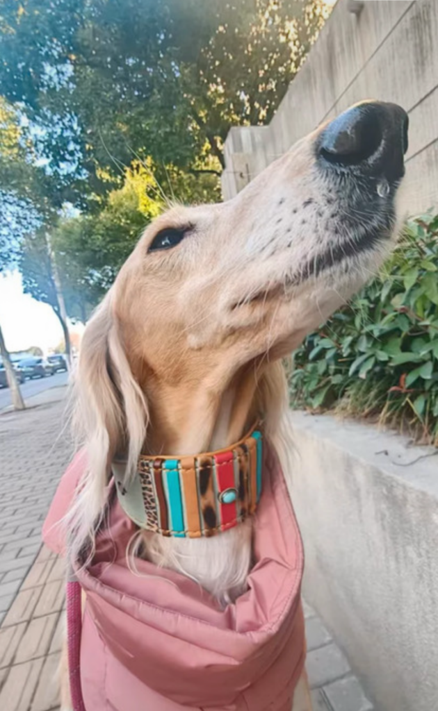 Romeo-mint-leer-nappa-decor-whippet