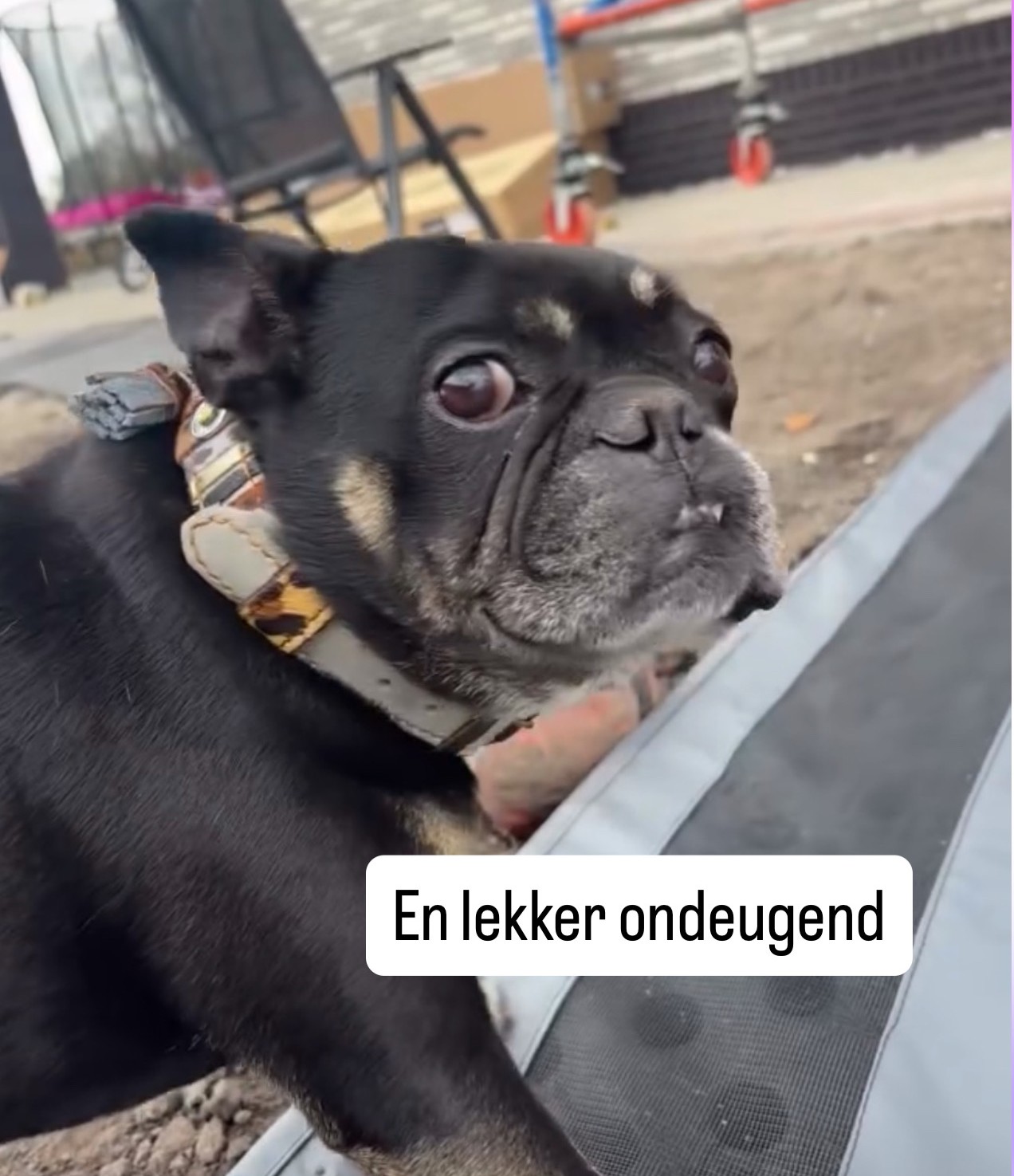 Stoere rogue grijs met animal nappa decor