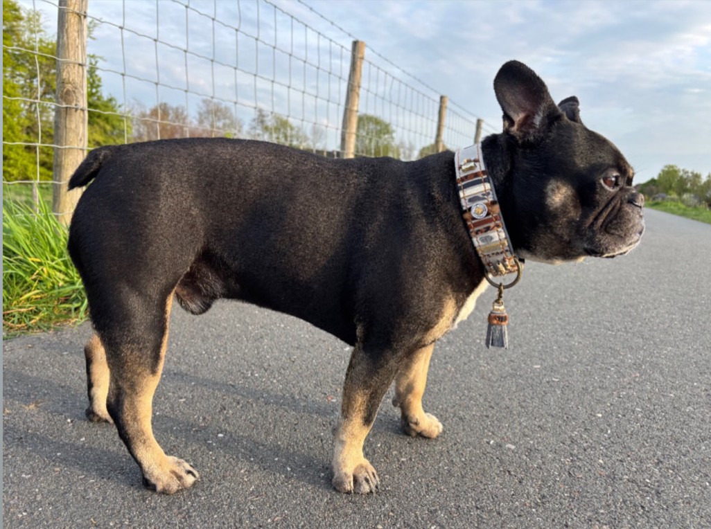 Stoere rogue grijs met animal nappa decor3